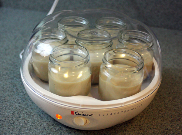 Vegan Yogurt Step 7 add-starter-and-incubate